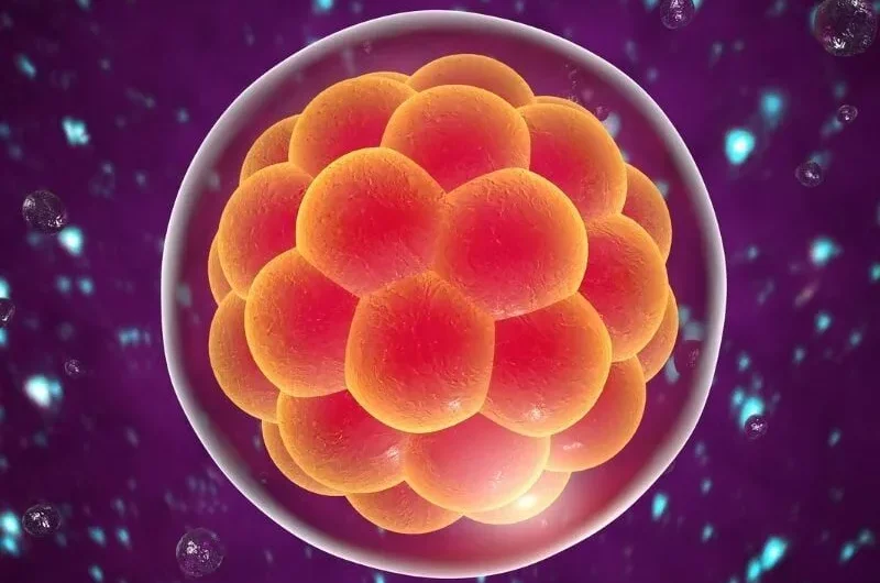 Preparing for Your Embryo Transfer