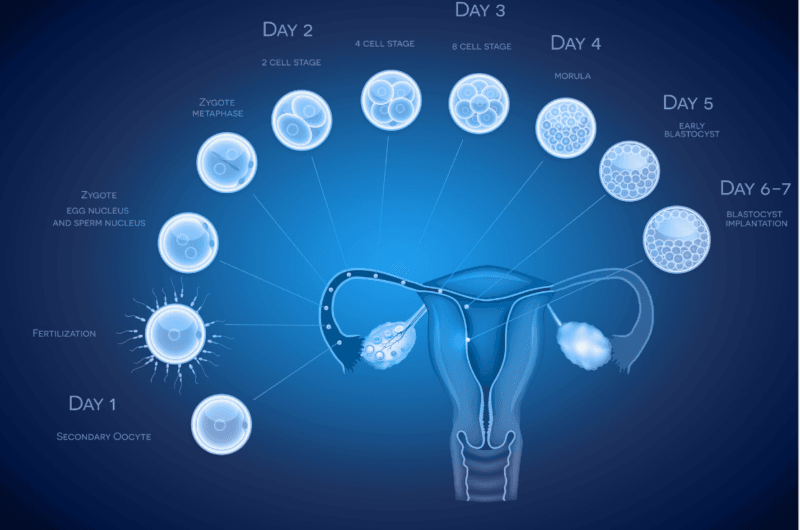 Positive Signs After Embryo Transfer