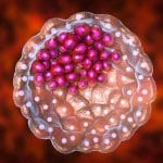 Blastocyst