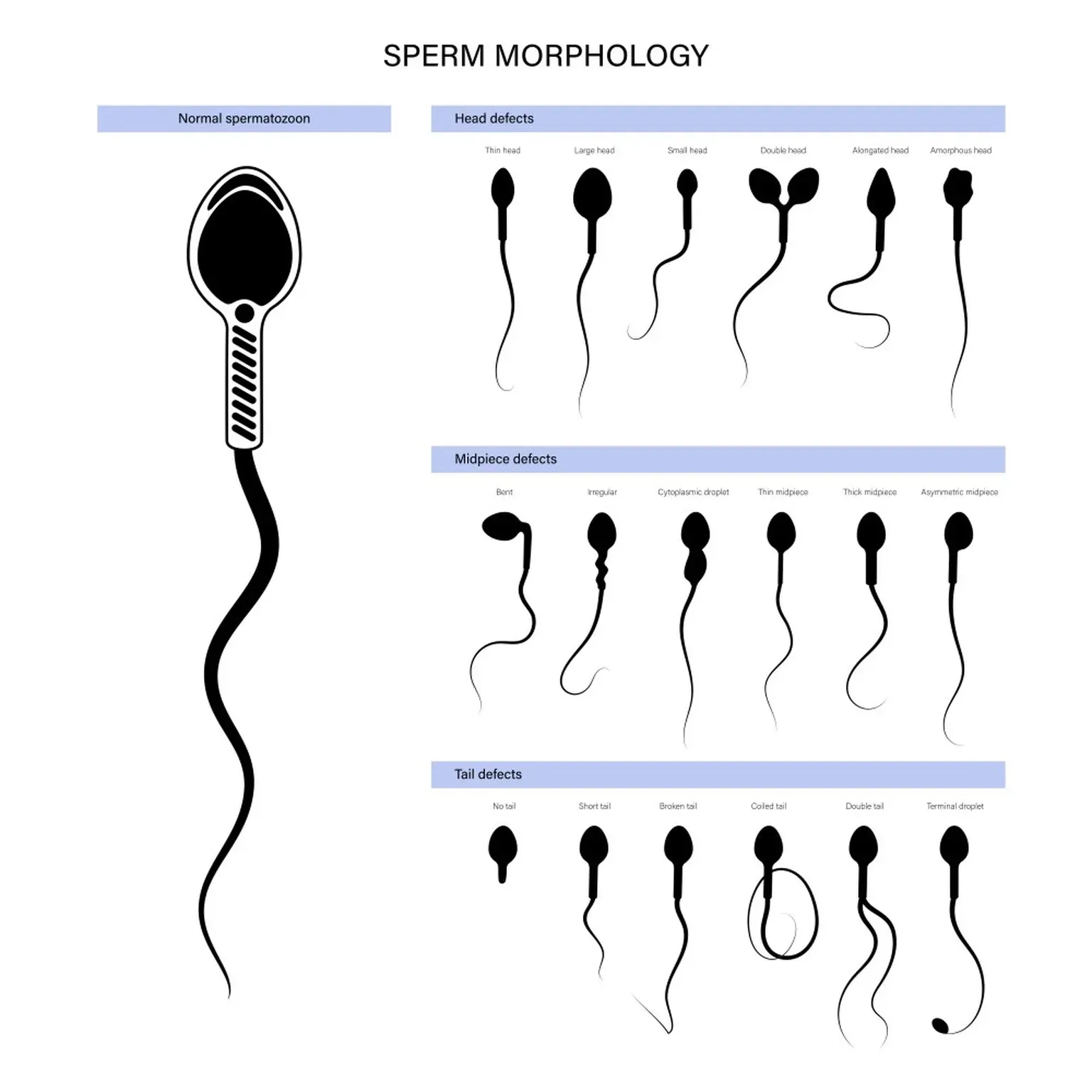 Sperm Morphology: What It Is and How It Affects Fertility