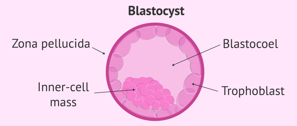 blastocyst cyprus