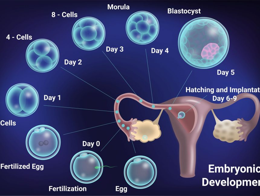 What is Embryo Grading and Why is it Important in IVF?