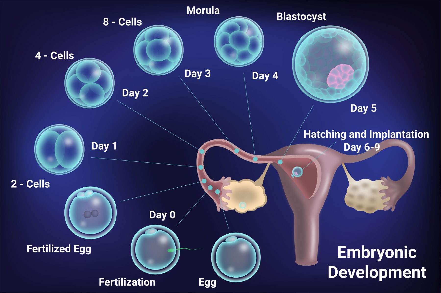 What is Embryo Grading and Why is it Important in IVF?