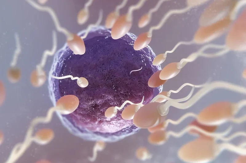 Sperm Infection and Its Effect on IVF Treatment