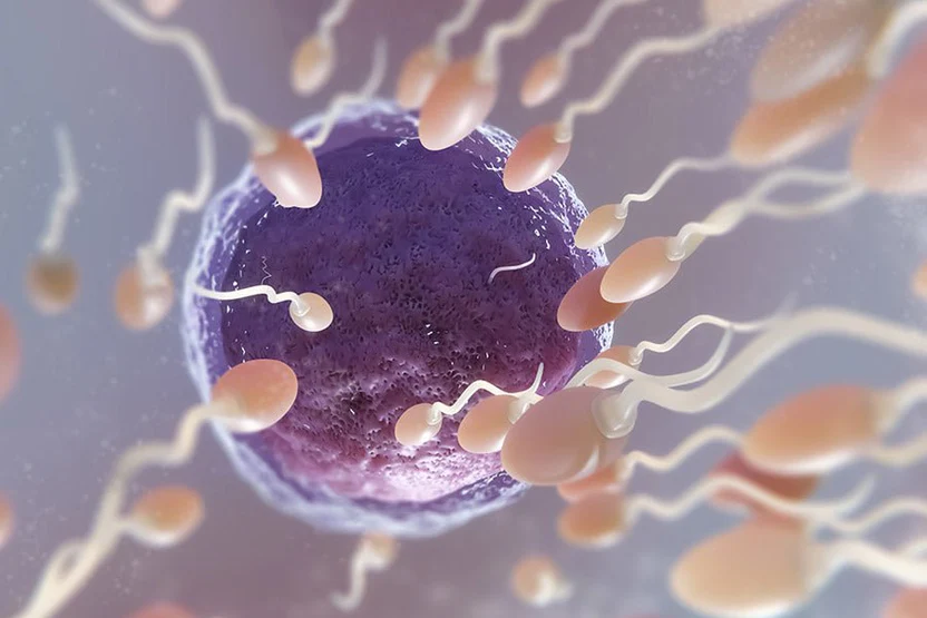 Sperm Infection and Its Effect on IVF Treatment