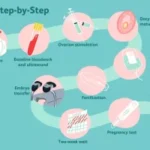 ivf-cycle