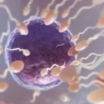 sperm-infections