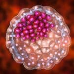 Blastocyst