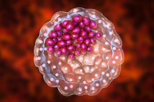 Was ist ein Blastozyst und warum ist er in der IVF wichtig?
