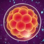 Embryo Transfer