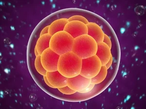 Vorbereitung auf den Embryotransfer
