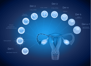 Positive Anzeichen nach dem Embryotransfer
