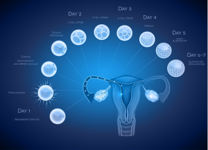 Positive Anzeichen nach dem Embryotransfer