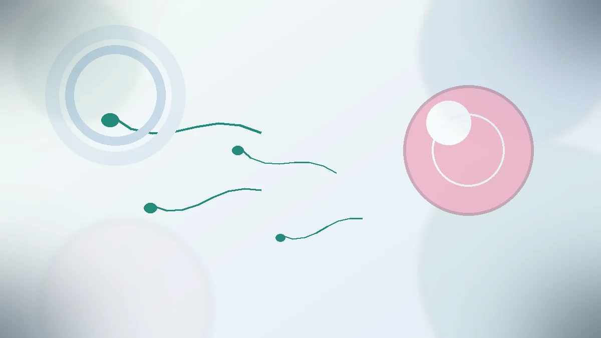 Sperm Sayısı Kaç Olmalı?