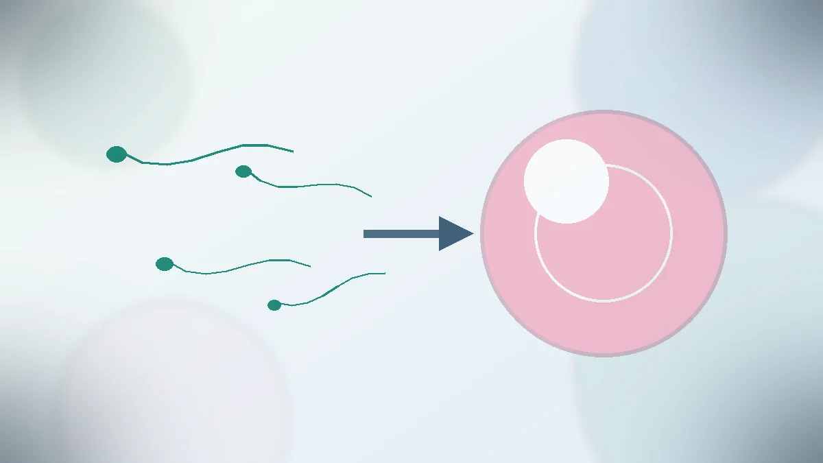 Hem Yumurta Hem Sperm Sorunu Varsa Ne Yapılır?